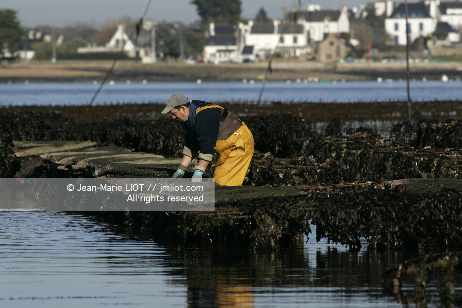 Ostreiculture dans les parcs à huitres du Golfe de Neptune. .photo © JEAN-MARIE LIOT.