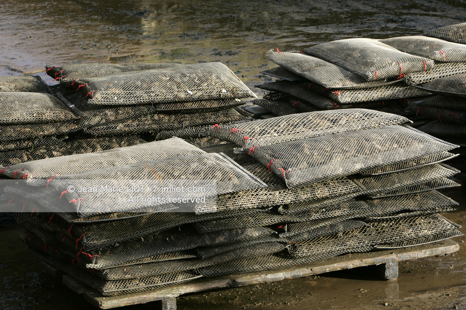 041227MORB_O8H6965 .jpg